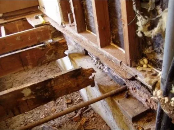 Featured of Need to Know How to Repair Dry Rot? Here Are Some Easy Instructions