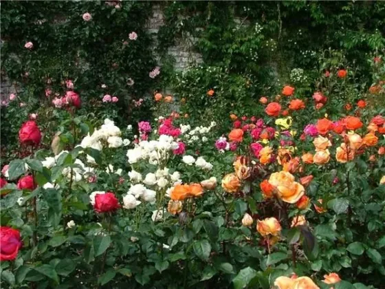 Featured of How to Create a Victorian Rose Garden: Creating a Victorian Rose Garden