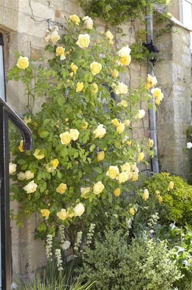 How to Create a Victorian Rose Garden image - How to Create a Victorian Rose Garden: Creating a Victorian Rose Garden