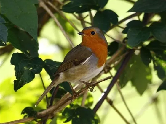 Featured of Creating a Bird Garden