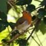 Featured of Creating a Bird Garden