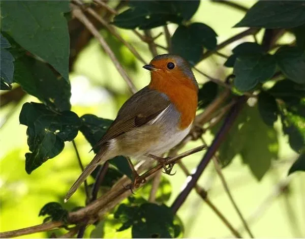 Featured of Creating a Bird Garden