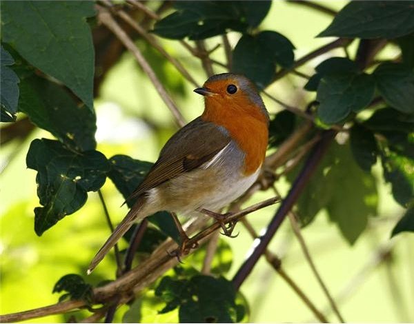 Creating a Bird Garden: Entice Unique & Native Species to Your Backyard Creating a Bird Garden: Entice Unique & Native Species to Your Backyard