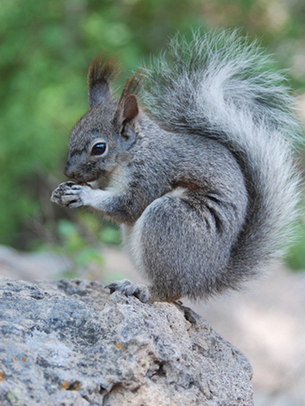 Remove Rodents with the Best Squirrel Live Trap or Havahart Humane Traps Remove Rodents with the Best Squirrel Live Trap or Havahart Humane Traps