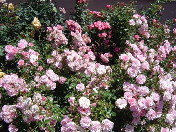 How to Create a Victorian Rose Garden image - How to Create a Victorian Rose Garden