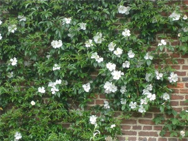 Creating a Victorian Rose Garden image - Creating a Victorian Rose Garden