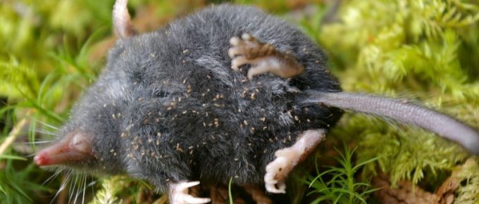 Rescue Your Lawn: How to Get Rid of Moles in the Lawn