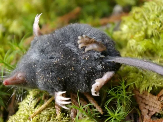 Featured of How to Get Rid of Moles in the Yard or Lawn (best way to get rid of moles)