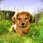 Featured of How to Make My Own Pet Safe Lawn Care Products