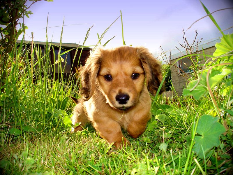 How to Make My Own Pet Safe Lawn Care Products How to Make My Own Pet Safe Lawn Care Products
