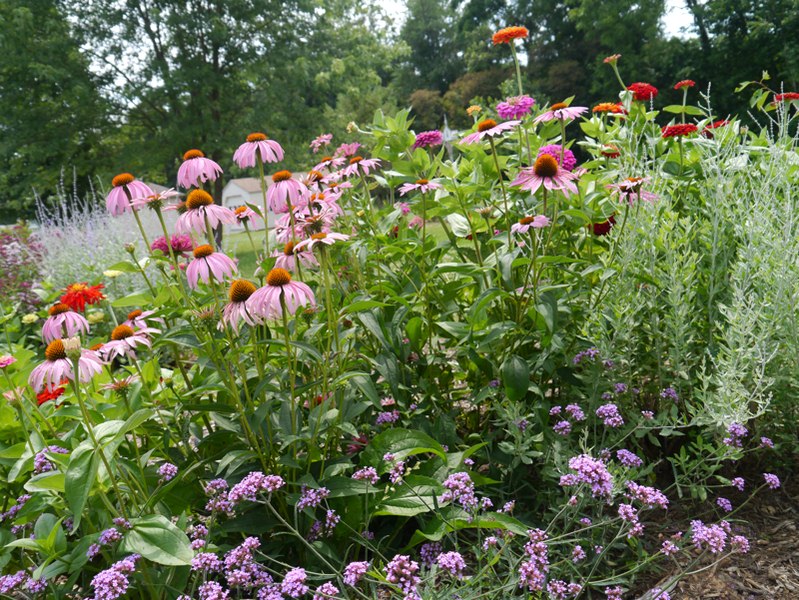 Coneflower Coneflower - How to Create a Cottage Garden: a Guide to Cottage Gardening