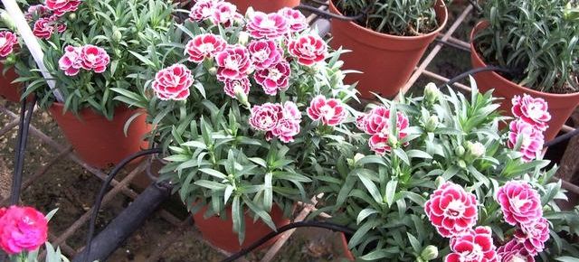 Drip Feed Irrigation Systems, Save Water and Boost Your Garden Plants
