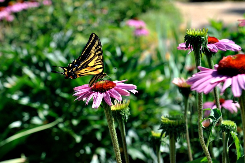 Creating a Butterfly Garden: Learn How to Make a Butterfly Garden Creating a DIY Butterfly Garden: Learn How to Make a Butterfly Garden