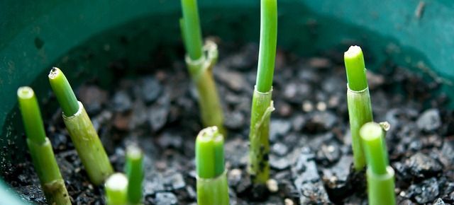 The Best Vegetables for Container Gardening