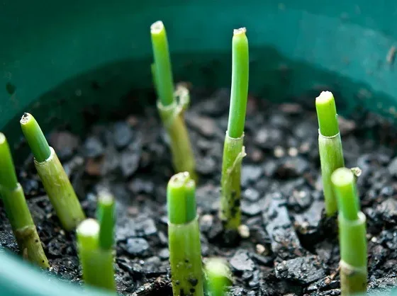 Featured of Which are the Best Vegetables for Container Gardening