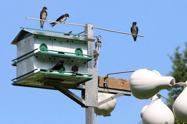 How big is the hole in a purple martin house? How big is the hole in a purple martin house?