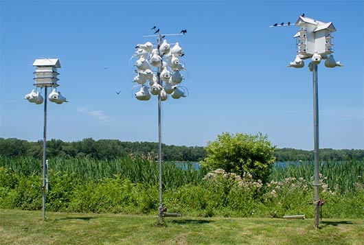 How do I get purple martins? How do I get purple martins?