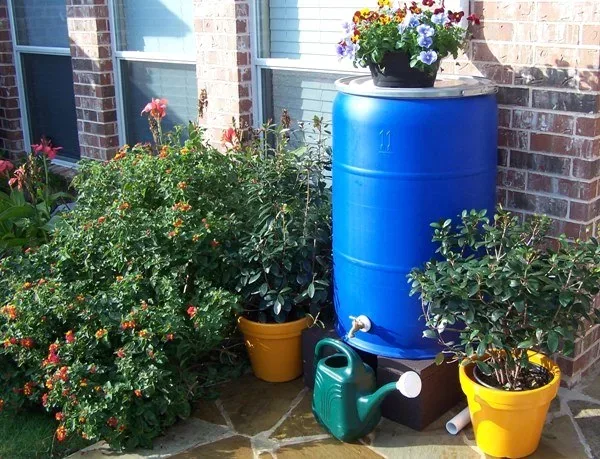 Featured of Harvesting Rainwater: How to Conserve and Use Rainwater
