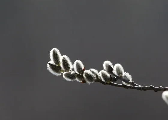 Featured of Learn How to Prune a Weeping Pussy Willow Tree