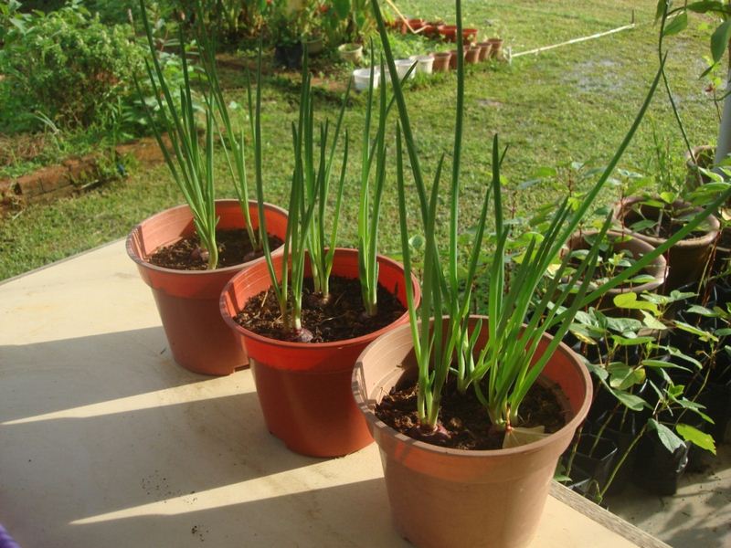 Onions - the best Vegetables to Grow in Containers