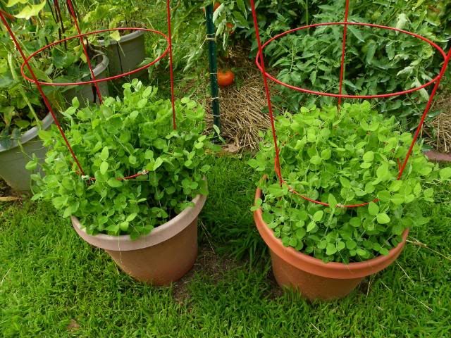 Peas Peas - Ideal Vegetables to Grow in Containers