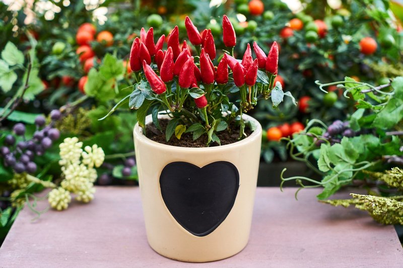 Peppers - Vegetables that are Perfect for Growing in Containers