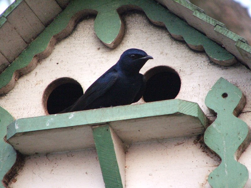Purple Martin House Plans: How to Build a Purple Martin House Purple Martin House Plans: How to Build a Purple Martin House