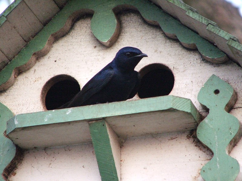 Plans and Directions to Build Purple Martin Houses