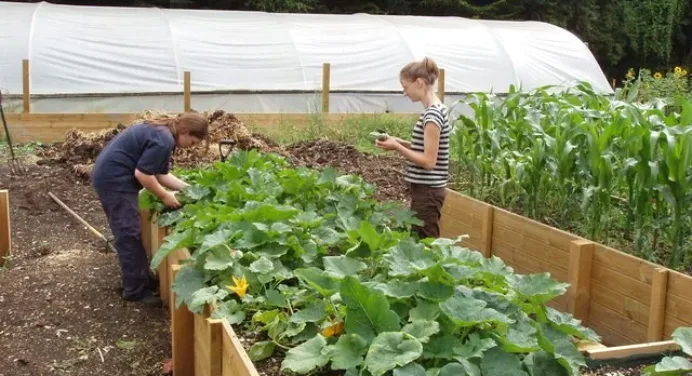 A Raised Garden Beds for Disabled Person