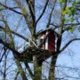 Featured of DIY Treehouse: How to Build a Treehouse