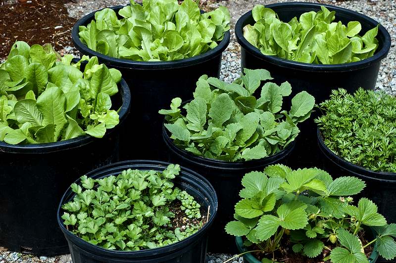 The Best Vegetables for Container Gardening
