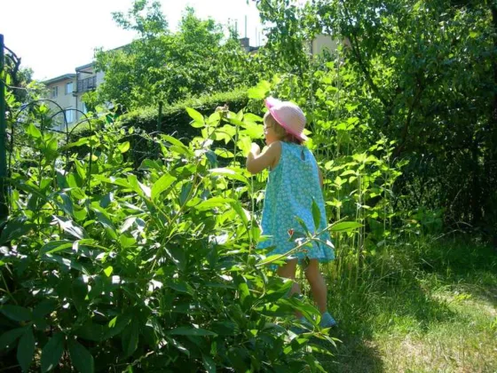 Featured of Tips for Gardening with Children