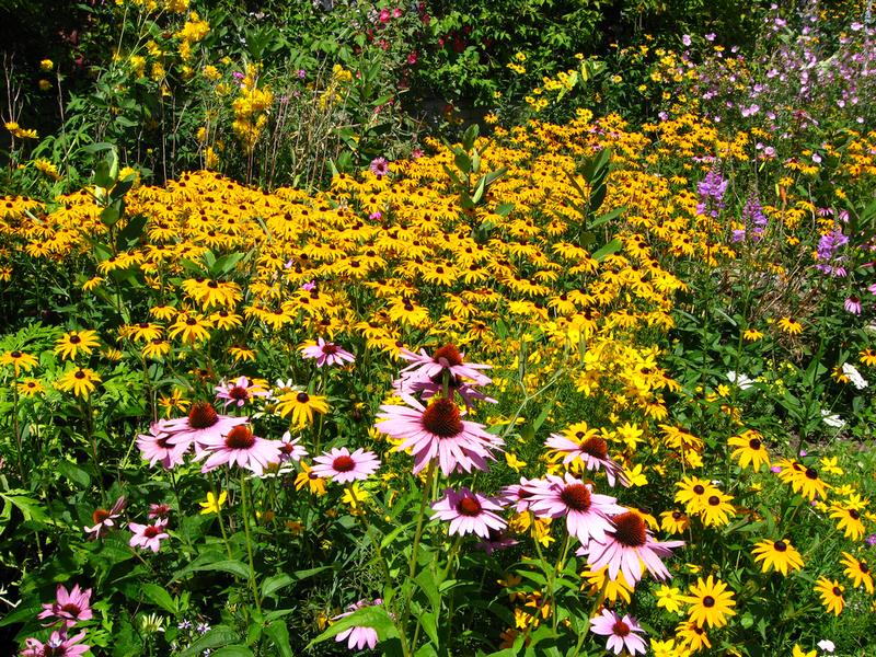 Gardens with Black Eyed Susans gardens with black eyed susans - Creating a Butterfly Garden