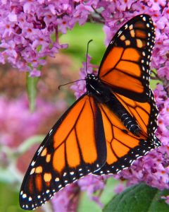Creating a DIY Butterfly Garden: How to Make a Butterfly Garden