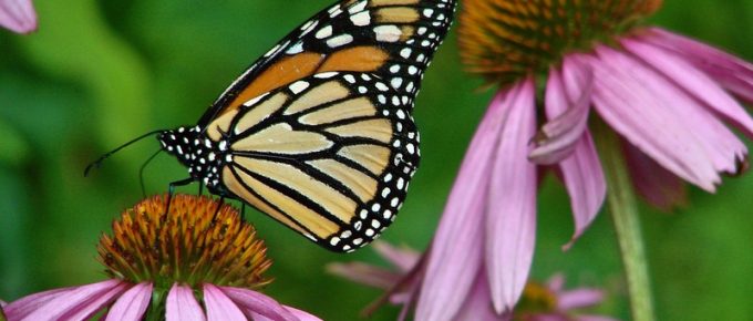 Learn How to Make a Butterfly Garden in Your Own Backyard