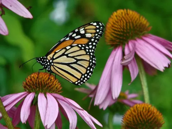 Featured of How to Make a Butterfly Garden - Creating a DIY Butterfly Garden