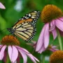 Featured of How to Make a Butterfly Garden - Creating a DIY Butterfly Garden