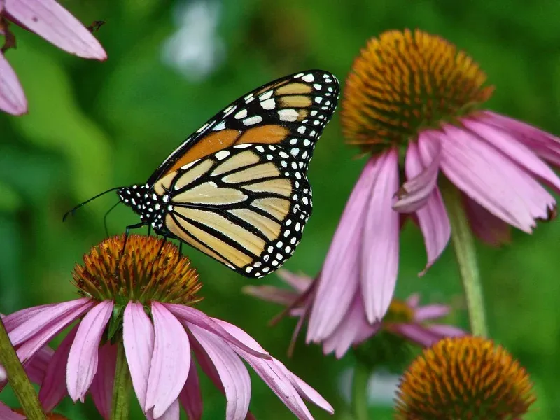 Featured of How to Make a Butterfly Garden - Creating a DIY Butterfly Garden