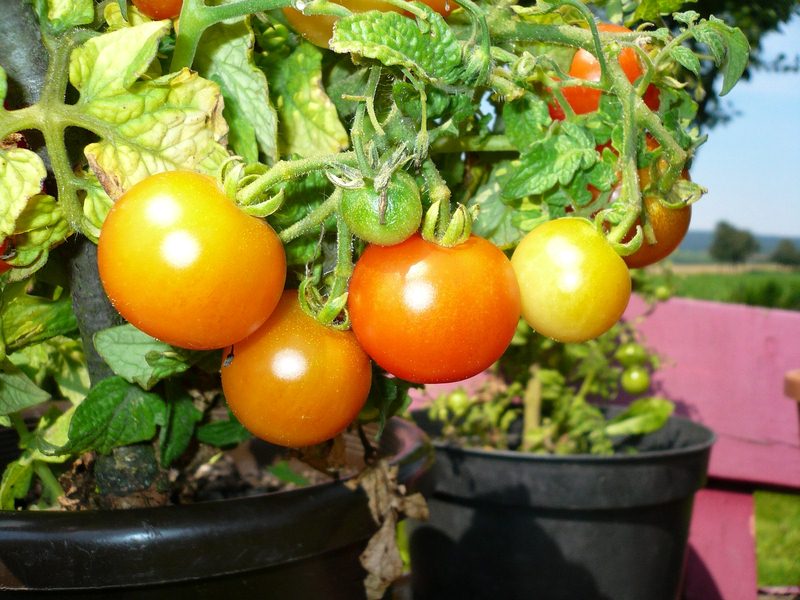 Tomatoes - Ideal Vegetables to Grow in Containers