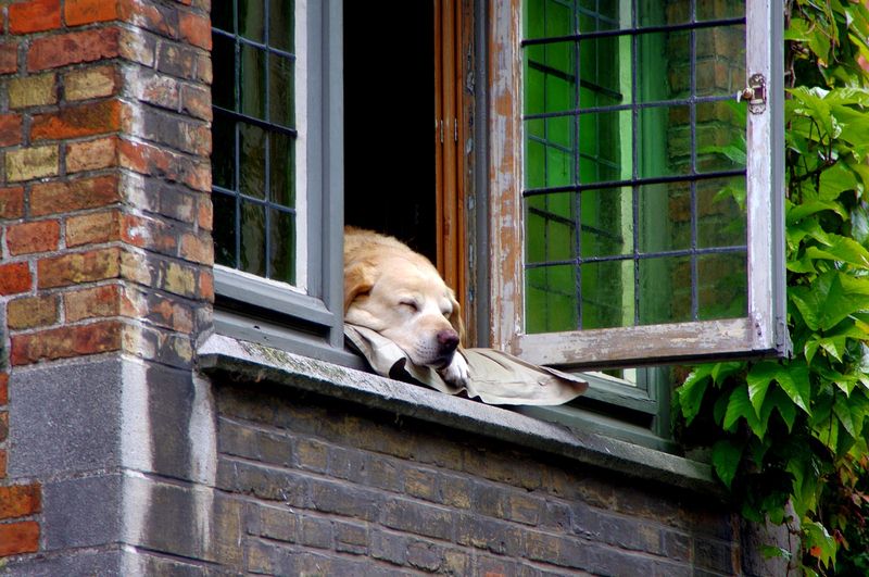 Adopt a Dog Adopt a Dog - 10 Surprisingly Simple Steps That Can Improve Your Home Security