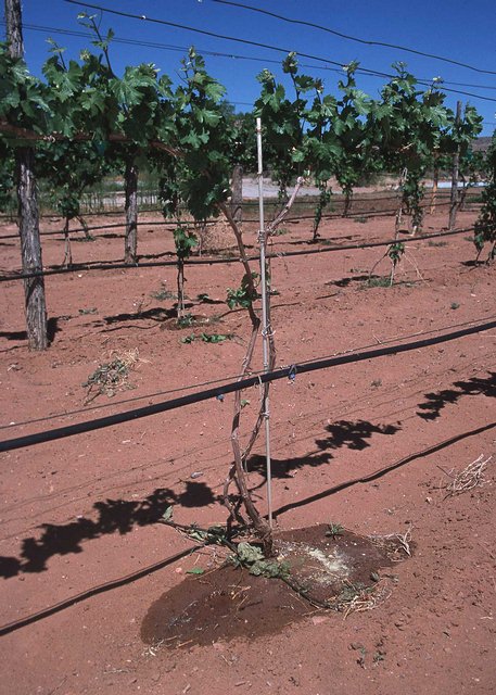 Drip Feed Watering Systems Drip Feed Watering Systems - The Best Home Irrigation Systems