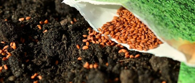 Starting Seeds for Your Spring Planting: Grow Your Plants from Seed, Avoid the High Cost of Store Bought Plants, and Have Fun Doing It!