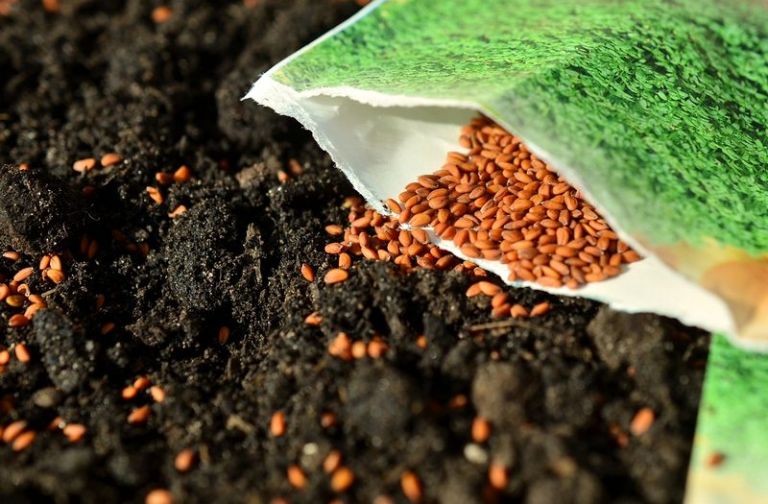 Starting Seeds for Your Spring Planting: Grow Your Plants from Seed
