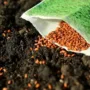 Featured of Starting Seeds for Spring Planting