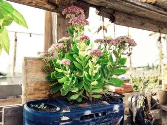 Featured of Sustainable Gardening: What to Plant, and Where to Plant It