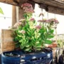Featured of Sustainable Gardening: What to Plant, and Where to Plant It