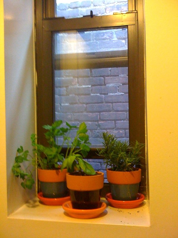 Create an Herb Garden in Your Kitchen Create an Herb Garden in Your Kitchen - 6 Ways to Incorporate Nature into Your Home When You Live in a Concrete Jungle