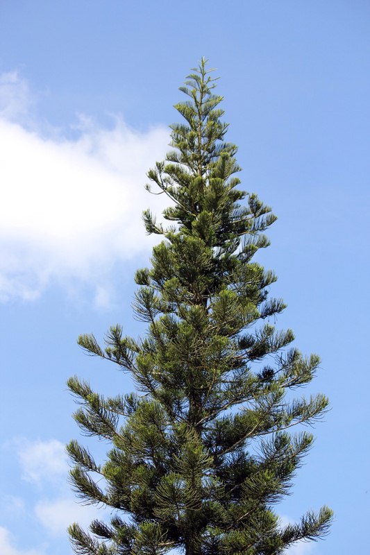 Pine Tree Pine Tree - Alternative Home Cooling Methods