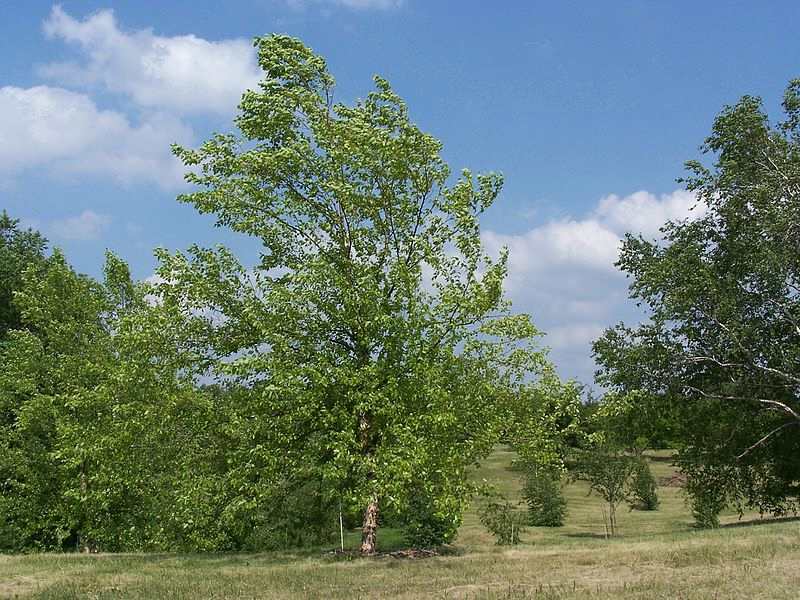 River Birch (Betula nigra) - Alternative Home Cooling Methods
