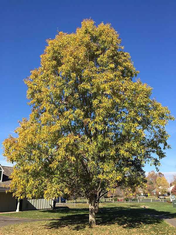 Sawtooth Oak (Quercus acutissima) Sawtooth Oak (Quercus acutissima) - Alternative Home Cooling Methods